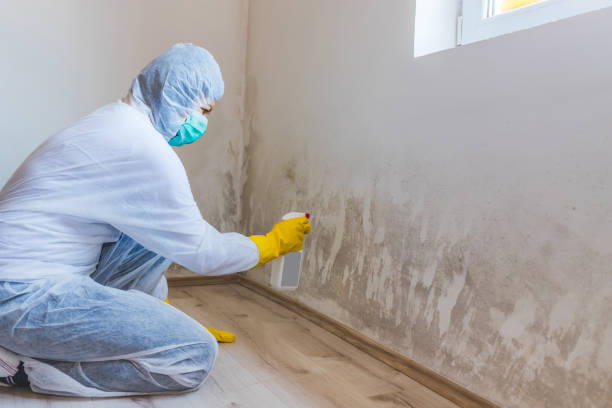 Licensed Mold Inspection service in Canton, MA - WQB Mold Removal