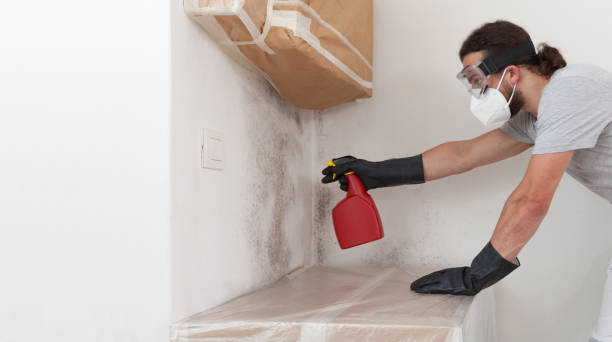 Professional Mold Inspection technician working in Canton, MA