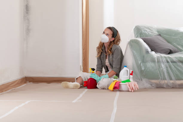 Reliable Mold Inspection contractor in Canton, MA by WQB Mold Removal